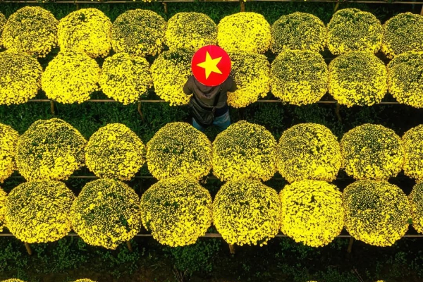 Sắc vàng cúc mâm xôi – Hơi thở Tết Nam Bộ