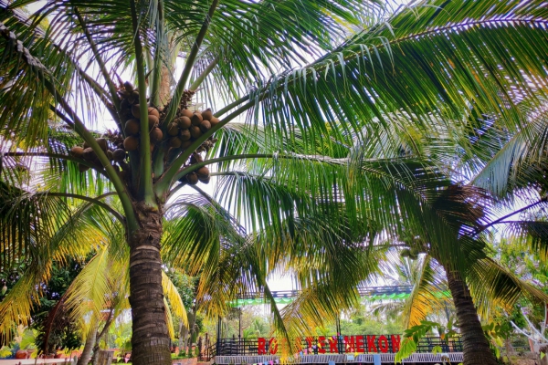 VĨNH LONG - THỦ PHỦ DỪA XANH, HÀNH TRÌNH VƯƠN MÌNH RA THẾ GIỚI