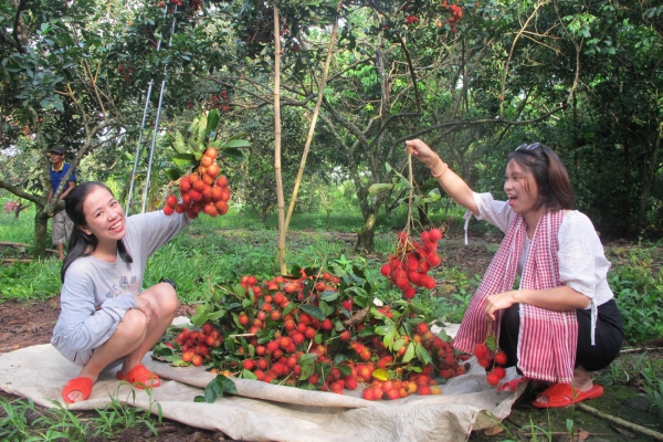 Tham quan vườn trái cây