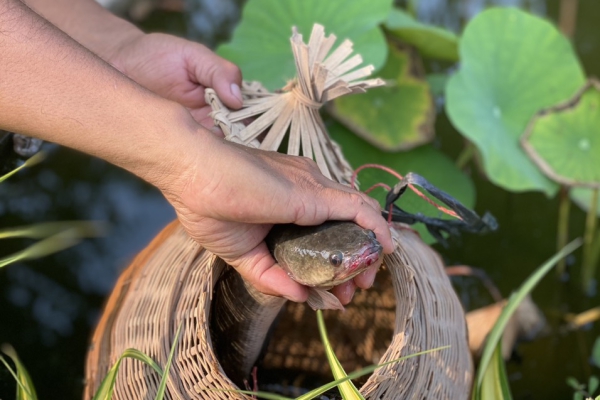 Trải Nghiệm Bắt Cá