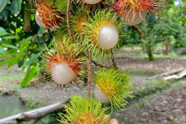 VƯỜN TRÁI CÂY CÁI MƠN