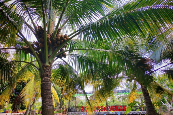 Vùng Dừa Xanh Mekong